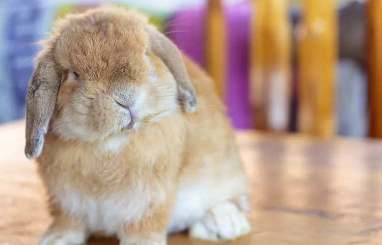 Holland Lop